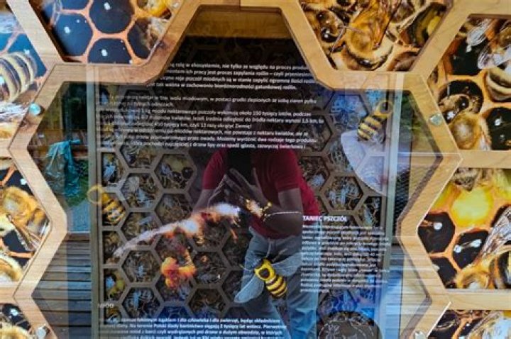 Discover The Secrets Of Beehive Armonk