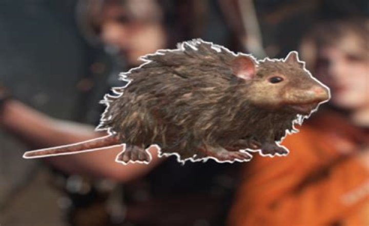 Unraveling The "Find The Word Rat" Enigma